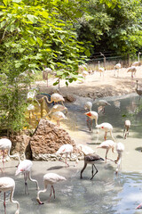 Animals in their reconstructed natural habitat