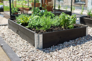 Growing vegetables and herbs in a wooden planter box. Home garden for healthy eating concept. - obrazy, fototapety, plakaty