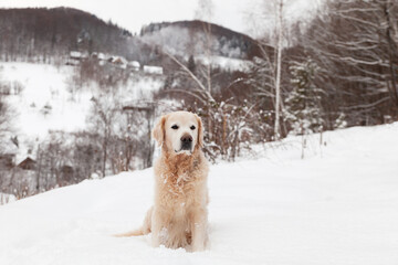 Adorable golden retriever dog outdoors on snow. Winter in mountains. Pets care and hygge concept.