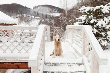Golden retriever dog outdoors on snow.
