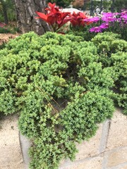 sedum lineare on the wall