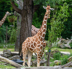 The giraffe, Giraffa camelopardalis is an African mammal
