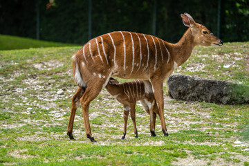 Nyala Antelope - Tragelaphus angasii. Wild life animal.