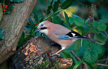 Eurasian jay searching for food in the woods