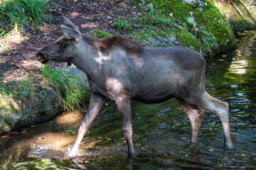 Fototapeta premium European Moose, Alces alces, also known as the elk