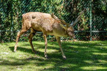 Naklejka na ściany i meble The fallow deer, Dama mesopotamica is a ruminant mammal