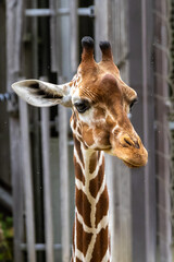 The giraffe, Giraffa camelopardalis is an African mammal