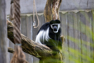 Captive