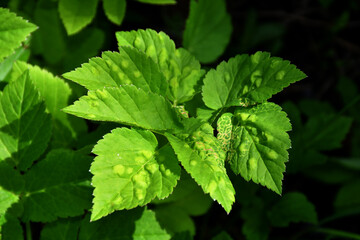 The diseased leaf of the herbaceous plant snyt ordinary (Latin Aegopódium podagrária) close-up with convex light spots. Diseases or pests of plants
