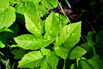 The diseased leaf of the herbaceous plant snyt ordinary (Latin Aegopódium podagrária) close-up with convex light spots. Diseases or pests of plants