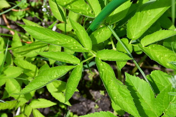 The diseased leaf of the herbaceous plant snyt ordinary (Latin Aegopódium podagrária) close-up with convex light spots. Diseases or pests of plants