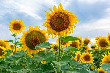 Sunflower field landscape.
