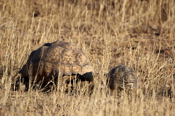 Leopard Tortoise in the Kgalagadi