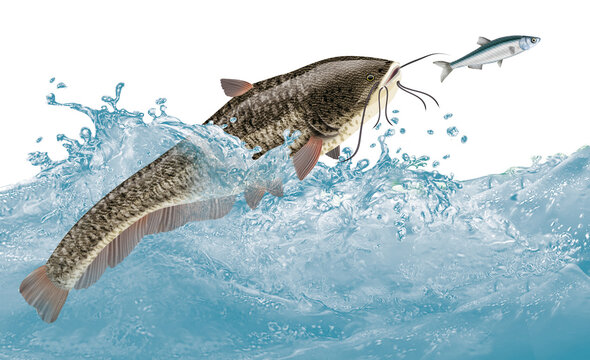 poisson, silure , attaque, &eacute;vasion, vague, aliment, frais, blanc, fruits de mer, brut, p&ecirc;che, sauvage, mer, ailette, sain, queue, attraper, truite, t&ecirc;te, nature, argent, fra&icirc;cheur, eau, repas
