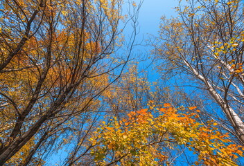 autumn in the park