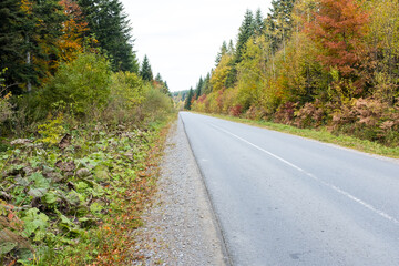 Asphalt road through the deep forest. Nature background.
