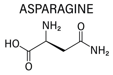 Asparagine or L-asparagine, 2-Amino-3-carbamoylpropanoic, Asn, N, amino acid molecule. Skeletal formula.