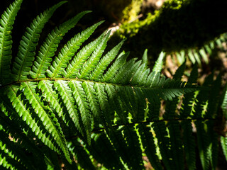 imagen de una planta verde al sol