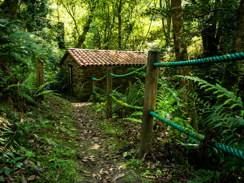 imagen de una casa en la naturaleza con un pequeño camino hasta ella, entre naturaleza, árboles y plantas verdes 