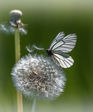 Fototapeta butterfly on flower dandelion 