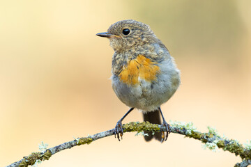Fledgling European Robin, Erithacus rubecula, perched on a branch