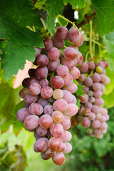 Two large bunches of pink grapes