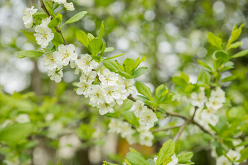 Fruit tree twigs with blooming white and pink petal flowers in spring garden.natural background, summer background, young foliage, apple orchard, apple trees in bloom