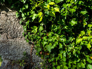 pared de piedra con hiedra trepando por ella
