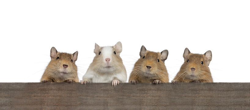 Row of 4 Degu rodents, looking over wooden edge. All looking towards camera with paws visible. Isolated on a white background.