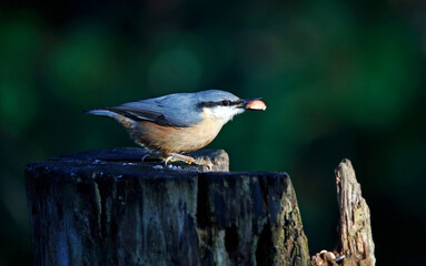 Eurasian jay searching for food in the woods