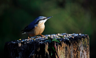 Eurasian jay searching for food in the woods