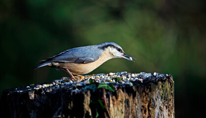 Eurasian jay searching for food in the woods