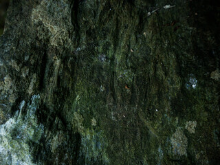 imagen textura piedra rugosa cn moho