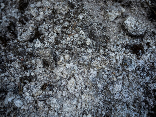 imagen textura piedra gris claro rugosa 