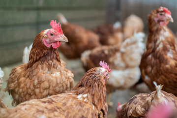 Close up of white-brown chickens