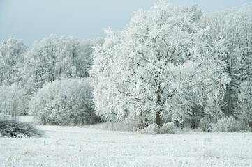 Incredibly beautiful and large frost adorned the fields and trees. Amazing landscape photo beauty of winter, sunrise in nature. Abstract views of winter, landscape, landscape. Frost and snowy plants.