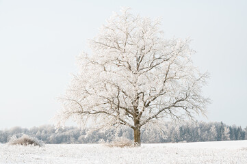 Fototapeta na wymiar Incredibly beautiful and large frost adorned the fields and trees. Amazing landscape photo beauty of winter, sunrise in nature. Abstract views of winter, landscape, landscape. Frost and snowy plants.