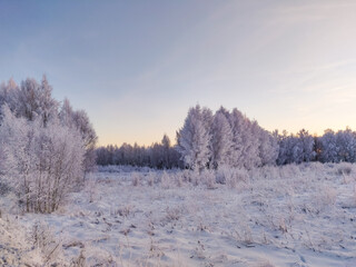 Snow covered plants and tree branches. Winter rural  natural landscape.