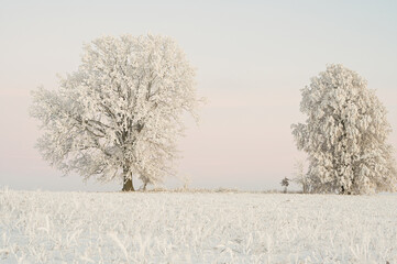 Incredibly beautiful and large frost adorned the fields and trees. Amazing landscape photo beauty of winter, sunrise in nature. Abstract views of winter, landscape, landscape. Frost and snowy plants.