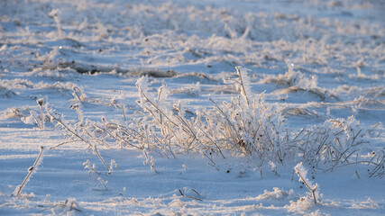 Incredibly beautiful and large frost adorned the fields and trees. Amazing landscape photo beauty of winter, sunrise in nature. Abstract views of winter, landscape, landscape. Frost and snowy plants.