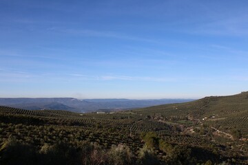 olive trees hills in Jaén, Andalusia