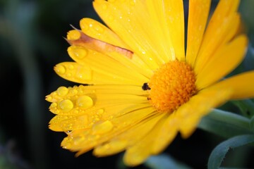 close up of a yellow flower (calendula/marigold) with waterdrops