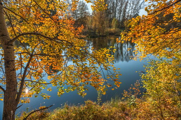 autumn trees in the water