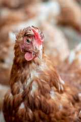 Close up of a white and brown chicken