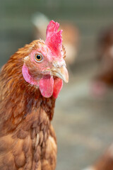 Close up of a white and brown chicken