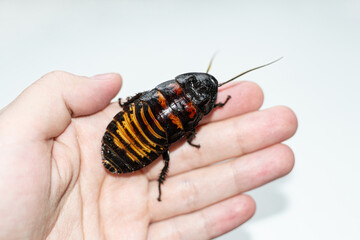 Beautiful huge Madagascar Hissing Cockroach crawls on human hand