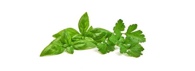 Fresh green parsley leaf with basil leaf, isolated on white background.