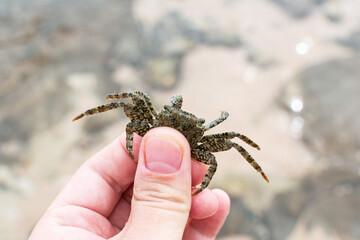 A small brown crab in hand on the Egypt beach, Sharm ash Sheikh