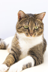 Portrait of gray shorthair domestic tabby cat in front of blue background.