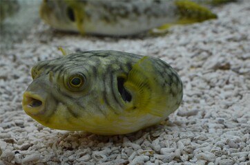Closeup puffer fish in the aquarium, Thailand